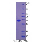 SDS-PAGE analysis of Urocortin 3 Protein.