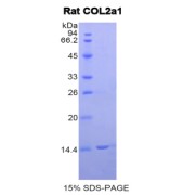 SDS-PAGE analysis of COL2A1 Protein.