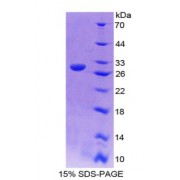SDS-PAGE analysis of Kallikrein 4 Protein.