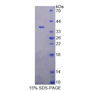 abx167719