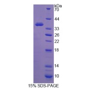 SDS-PAGE analysis of Glycogen Synthase Kinase 3 alpha Protein.