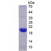 SDS-PAGE analysis of Relaxin Protein.