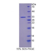 SDS-PAGE analysis of Caspase 14 Protein.