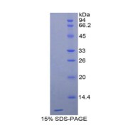 SDS-PAGE analysis of Cathepsin D Protein.