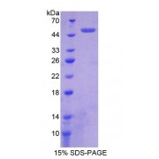 SDS-PAGE analysis of Clusterin Protein.