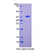 SDS-PAGE analysis of Osteopontin Protein.