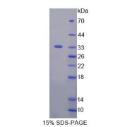 SDS-PAGE analysis of NEL Like Protein 2 Protein.
