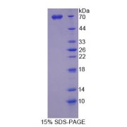 SDS-PAGE analysis of SPARC Like Protein 1 Protein.