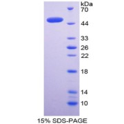SDS-PAGE analysis of BMP4 Protein.