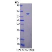 SDS-PAGE analysis of Macrophage Expressed Protein 1 Protein.