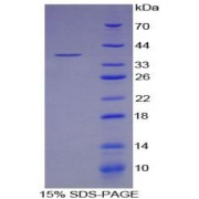 SDS-PAGE analysis of MAPT Protein.
