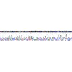 Human Na(+)/H(+) Exchange Regulatory Cofactor NHE-RF2 / SLC9A3R2 (NHERF2) Protein