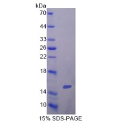 SDS-PAGE analysis of IL5 Protein.