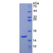 SDS-PAGE analysis of IL4 Protein.