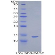 SDS-PAGE analysis of Histone H4 Protein.