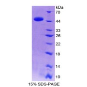 SDS-PAGE analysis of IL10 Protein.