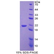 SDS-PAGE analysis of CRH Protein.