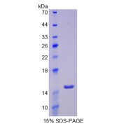 SDS-PAGE analysis of recombinant Human Glucose Transporter 14 Protein.