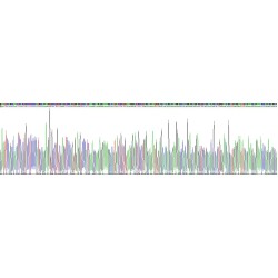 Human Involucrin (IVL) Protein