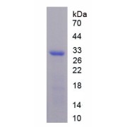 SDS-PAGE analysis of recombinant Human COL4A3 Protein.