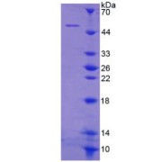 SDS-PAGE analysis of Cytohesin 1 Protein.