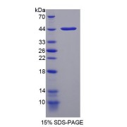 SDS-PAGE analysis of Neuromedin U Protein.