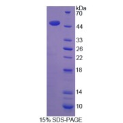 SDS-PAGE analysis of Sclerostin Protein.