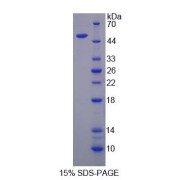 SDS-PAGE analysis of Semenogelin I Protein.