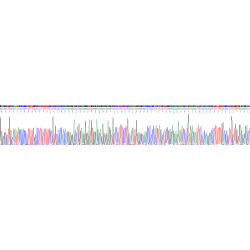 Human Reelin (RL) Protein