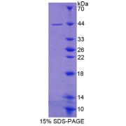 SDS-PAGE analysis of recombinant Human Ferrochelatase Protein.