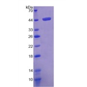 SDS-PAGE analysis of Fibromodulin Protein.