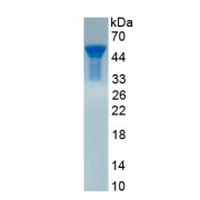 SDS-PAGE analysis of recombinant Human Chymotrypsin-Like Elastase Family Member 1 (CELA1) Protein.