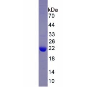 SDS-PAGE analysis of recombinant Human Cytokeratin Fragment Antigen 21-1 (CYFRA21-1) Protein.