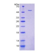 SDS-PAGE analysis of Cytohesin 2 Protein.