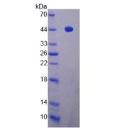 SDS-PAGE analysis of ADAMTS19 Protein.