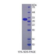 SDS-PAGE analysis of Mucin 13 Protein.