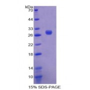 SDS-PAGE analysis of Octamer Binding Transcription Factor 2 Protein.