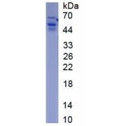 SDS-PAGE analysis of recombinant Human Prothrombin Fragment 1+2 Protein.