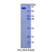 SDS-PAGE analysis of Sialic Acid Binding Ig Like Lectin 8 Protein.