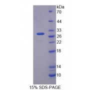 SDS-PAGE analysis of Glutamate Receptor, Ionotropic, AMPA 2 Protein.