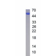 SDS-PAGE analysis of recombinant Human Cholinergic Receptor, Nicotinic, Alpha 7 (CHRNA7) Protein.