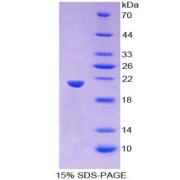 SDS-PAGE analysis of WNT11 Protein.