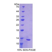 SDS-PAGE analysis of ITaC Protein.