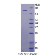 SDS-PAGE analysis of P-Selectin Glycoprotein Ligand 1 Protein.