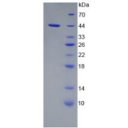 SDS-PAGE analysis of Apolipoprotein C4 Protein.