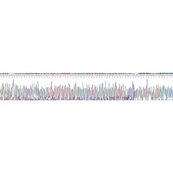 Mouse Uromodulin (UMOD) Protein