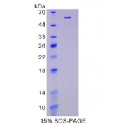 SDS-PAGE analysis of Uromodulin Protein.