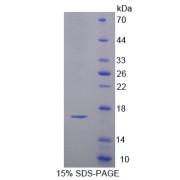 SDS-PAGE analysis of Cystatin 3 Protein.