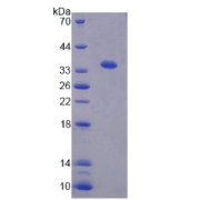 SDS-PAGE analysis of Tsukushin Protein.