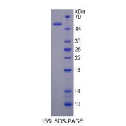 SDS-PAGE analysis of recombinant Mouse Sestrin 2 Protein.